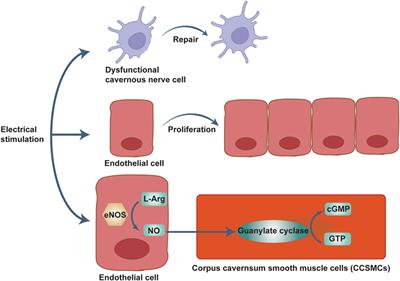 Frontiers Advances in physical diagnosis and treatment of male